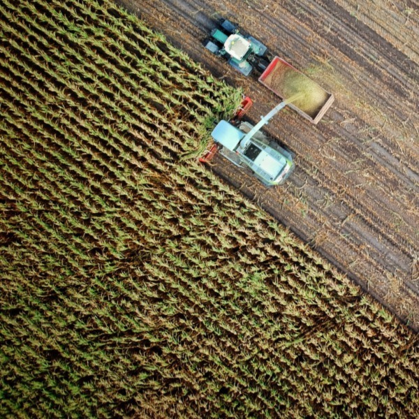 Birds eye view of trucks and corn fields